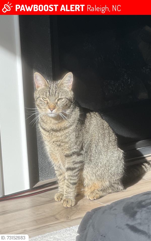Lost Female Cat last seen Mountjoy trail, Raleigh, Raleigh, NC 27616