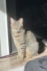 Lost Female Cat last seen Mountjoy trail, Raleigh, Raleigh, NC 27616