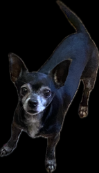 Lost Female Dog last seen Family of Faith Church, Waco, TX 76711