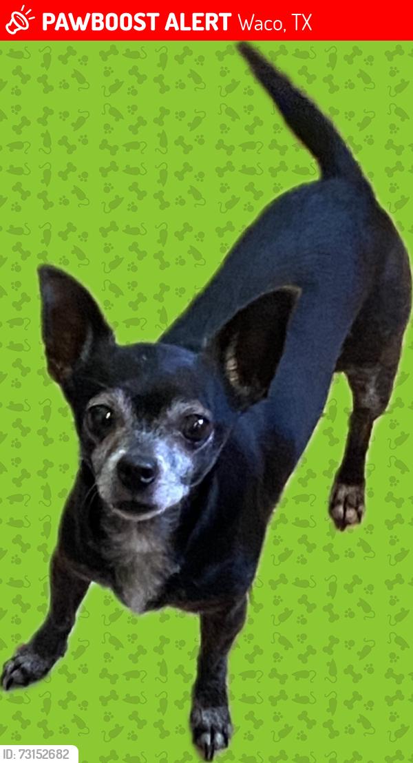 Lost Female Dog last seen Family of Faith Church, Waco, TX 76711