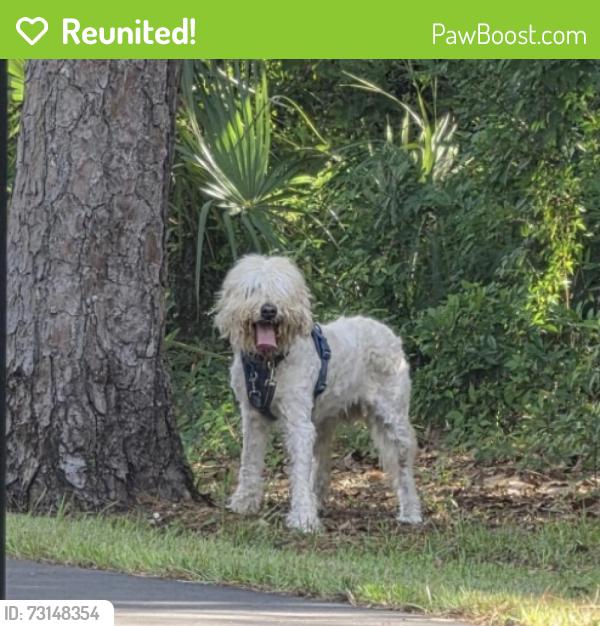 Reunited Female Dog last seen NE 6th Terrace and NE 16th Ave, Gainesville, FL 32601