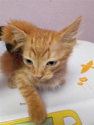 Shelter Stray Male Cat last seen Near Chippendale, CITY of El Paso, TX, 5001 Fred Wilson Ave, El Paso, TX 79906, USA