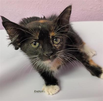 Shelter Stray Female Cat last seen Near Chippendale, CITY of El Paso, TX, 5001 Fred Wilson Ave, El Paso, TX 79906, USA