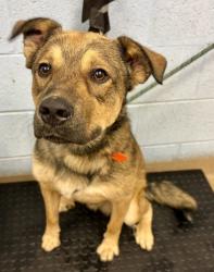 Shelter Stray Male Dog last seen Near Buford Hwy NE, Atlanta, GA 30329, 30329, GA, 3280 Chamblee Dunwoody Rd, Chamblee, GA 30341, USA