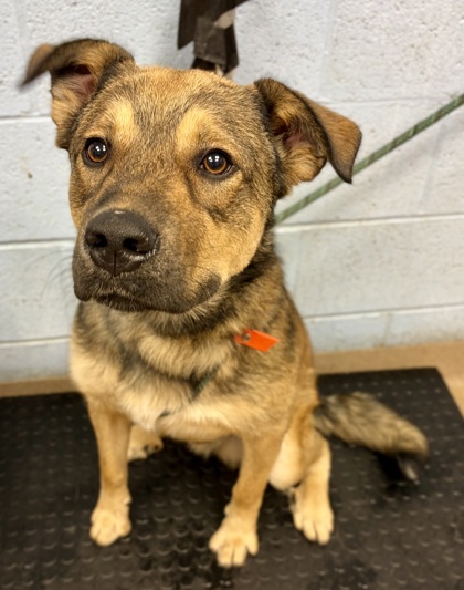 Shelter Stray Male Dog last seen Near Buford Hwy NE, Atlanta, GA 30329, 30329, GA, 3280 Chamblee Dunwoody Rd, Chamblee, GA 30341, USA