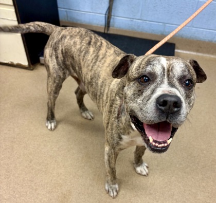 Shelter Stray Male Dog last seen , 30058, GA, 3280 Chamblee Dunwoody Rd, Chamblee, GA 30341, USA
