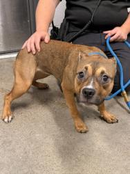 Shelter Stray Female Dog last seen , , OH, 9203 Detroit Ave, Cleveland, OH 44102, USA