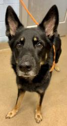 Shelter Stray Male Dog last seen Near HOSEA L WILLIAMS DRIVE, 30317, GA, 3280 Chamblee Dunwoody Rd, Chamblee, GA 30341, USA