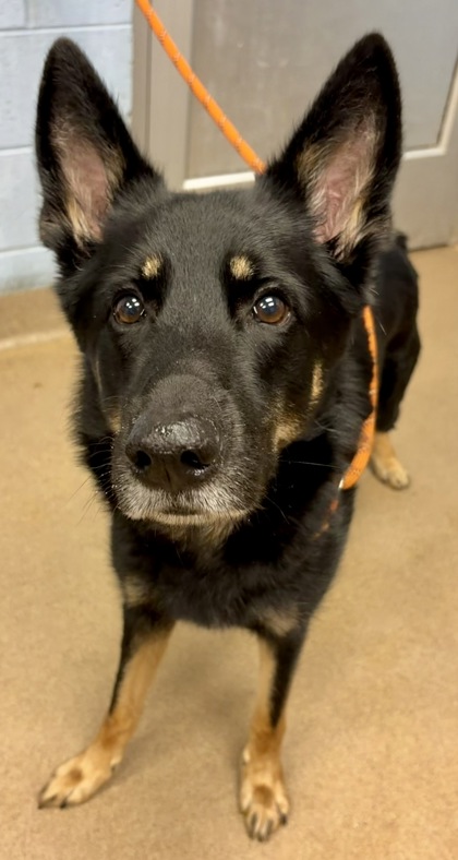 Shelter Stray Male Dog last seen Near HOSEA L WILLIAMS DRIVE, 30317, GA, 3280 Chamblee Dunwoody Rd, Chamblee, GA 30341, USA