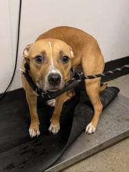Shelter Stray Female Dog last seen , , OH, 9203 Detroit Ave, Cleveland, OH 44102, USA