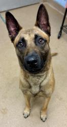 Shelter Stray Male Dog last seen Near Boulder Ridge Parkway, 30294, GA, 3280 Chamblee Dunwoody Rd, Chamblee, GA 30341, USA