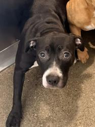 Shelter Stray Female Dog last seen , , OH, 9203 Detroit Ave, Cleveland, OH 44102, USA