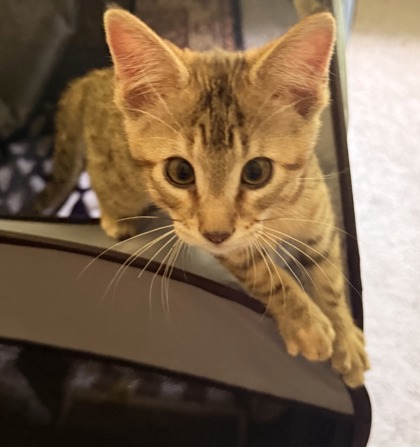 Shelter Stray Female Cat last seen Near Golfcrest Cir, Stone Mountain, GA 30088, 30088, GA, 3280 Chamblee Dunwoody Rd, Chamblee, GA 30341, USA