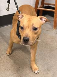 Shelter Stray Female Dog last seen , , OH, 9203 Detroit Ave, Cleveland, OH 44102, USA