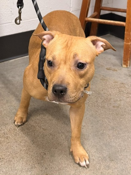 Shelter Stray Female Dog last seen , , OH, 9203 Detroit Ave, Cleveland, OH 44102, USA