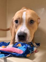 Shelter Stray Unknown Dog last seen , , OH, 9203 Detroit Ave, Cleveland, OH 44102, USA