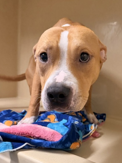 Shelter Stray Unknown Dog last seen , , OH, 9203 Detroit Ave, Cleveland, OH 44102, USA