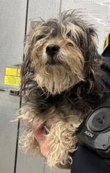 Shelter Stray Female Dog last seen W 67 & Lake, 2nd District, OH, 9203 Detroit Ave, Cleveland, OH 44102, USA