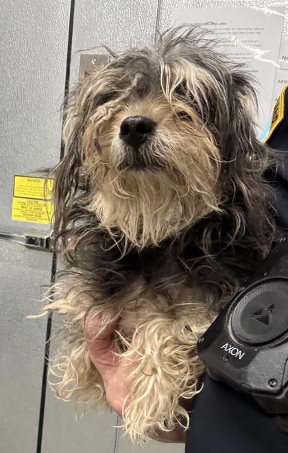 Shelter Stray Female Dog last seen W 67 & Lake, 2nd District, OH, 9203 Detroit Ave, Cleveland, OH 44102, USA