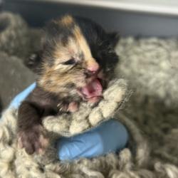 Shelter Stray Female Cat last seen Wellesley Ct /Tarrow St, City of College Station, TX, 5359 Leonard Rd, Bryan, TX 77807, USA
