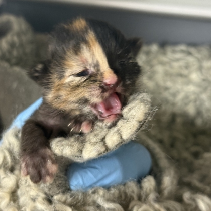 Shelter Stray Female Cat last seen Wellesley Ct /Tarrow St, City of College Station, TX, 5359 Leonard Rd, Bryan, TX 77807, USA
