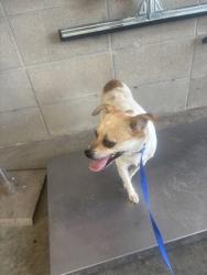Shelter Stray Female Dog last seen Near CITY LAKE BLVD, West District, TX, 355 Hillshire Dr, Haslet, TX 76052, USA
