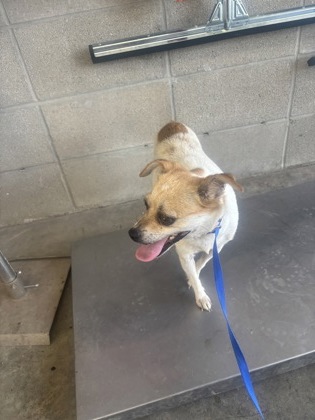 Shelter Stray Female Dog last seen Near CITY LAKE BLVD, West District, TX, 355 Hillshire Dr, Haslet, TX 76052, USA