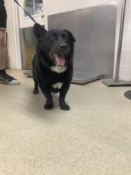 Shelter Stray Male Dog last seen Near bank road, South District, TX, 355 Hillshire Dr, Haslet, TX 76052, USA