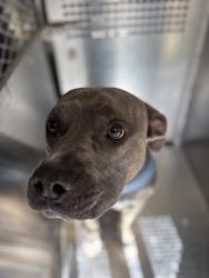 Shelter Stray Male Dog last seen Near HEMPHILL ST, South District, TX, 355 Hillshire Dr, Haslet, TX 76052, USA