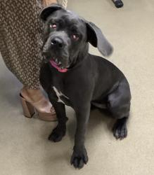 Shelter Stray Female Dog last seen Near Crawford Street, Central District, TX, 355 Hillshire Dr, Haslet, TX 76052, USA