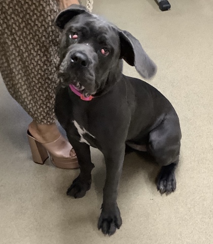 Shelter Stray Female Dog last seen Near Crawford Street, Central District, TX, 355 Hillshire Dr, Haslet, TX 76052, USA