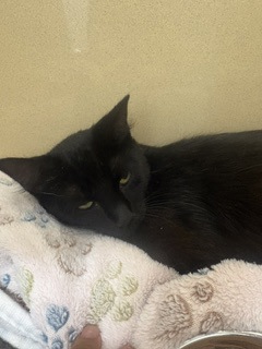 Shelter Stray Female Cat last seen Near Coers Blvd, Zone 4, TX, 8755 Farm to Market 1516, Converse, TX 78109, USA