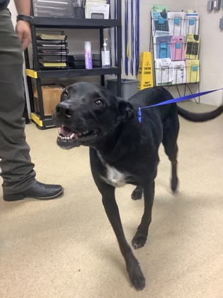 Shelter Stray Female Dog last seen Near oak grove road, South District, TX, 355 Hillshire Dr, Haslet, TX 76052, USA