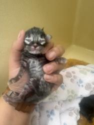 Shelter Stray Unknown Cat last seen Near Coers Blvd, Zone 4, TX, 8755 Farm to Market 1516, Converse, TX 78109, USA