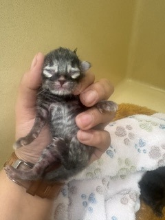 Shelter Stray Unknown Cat last seen Near Coers Blvd, Zone 4, TX, 8755 Farm to Market 1516, Converse, TX 78109, USA