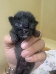 Shelter Stray Unknown Cat last seen Near Coers Blvd, Zone 4, TX, 8755 Farm to Market 1516, Converse, TX 78109, USA