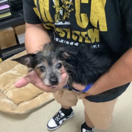 Shelter Stray Female Dog last seen Near Bianca Cir, South District, TX, 355 Hillshire Dr, Haslet, TX 76052, USA