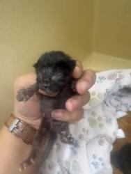 Shelter Stray Unknown Cat last seen Near Coers Blvd, Zone 4, TX, 8755 Farm to Market 1516, Converse, TX 78109, USA