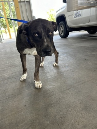 Shelter Stray Male Dog last seen Near URBANVIEW ST, North District,, 355 Hillshire Dr, Haslet, TX 76052, USA