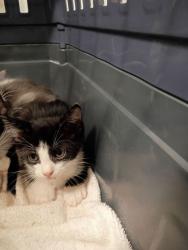 Shelter Stray Unknown Cat last seen Near Polar Rock Road, Atlanta, GA, 1251 Fulton Industrial Blvd NW, Atlanta, GA 30336, USA