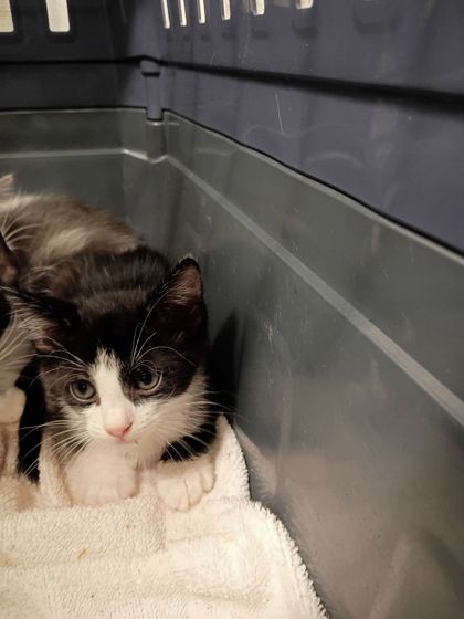 Shelter Stray Female Cat last seen Near Polar Rock Road, Atlanta, GA, 1251 Fulton Industrial Blvd NW, Atlanta, GA 30336, USA