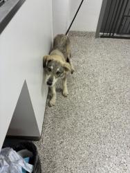Shelter Stray Female Dog last seen 1011meagan ct, County/Unicorporated, NC, 1491 Business Park Ct, Gastonia, NC 28052, USA