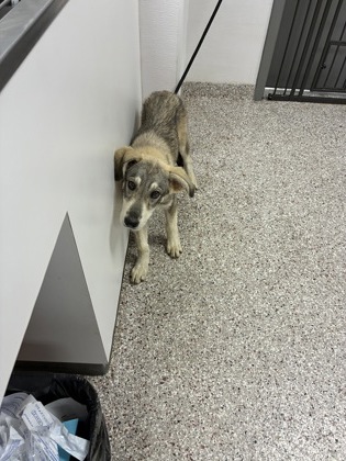 Shelter Stray Female Dog last seen 1011meagan ct, County/Unicorporated, NC, 1491 Business Park Ct, Gastonia, NC 28052, USA