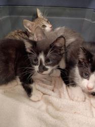 Shelter Stray Unknown Cat last seen Near Polar Rock Road, Atlanta, GA, 1251 Fulton Industrial Blvd NW, Atlanta, GA 30336, USA
