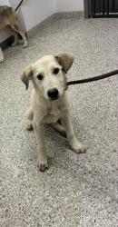 Shelter Stray Female Dog last seen 1011meagan ct, County/Unicorporated, NC, 1491 Business Park Ct, Gastonia, NC 28052, USA