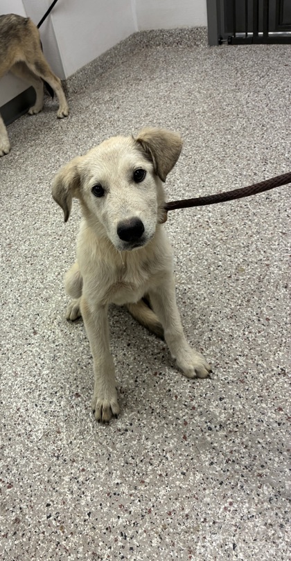 Shelter Stray Female Dog last seen 1011meagan ct, County/Unicorporated, NC, 1491 Business Park Ct, Gastonia, NC 28052, USA
