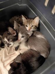 Shelter Stray Unknown Cat last seen Near Polar Rock Road, Atlanta, GA, 1251 Fulton Industrial Blvd NW, Atlanta, GA 30336, USA