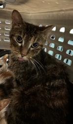 Shelter Stray Female Cat last seen SW Connector Trail, Atlanta, GA, 1251 Fulton Industrial Blvd NW, Atlanta, GA 30336, USA