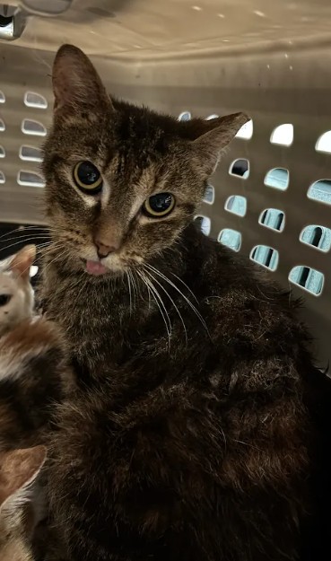 Shelter Stray Female Cat last seen SW Connector Trail, Atlanta, GA, 1251 Fulton Industrial Blvd NW, Atlanta, GA 30336, USA