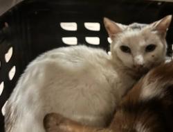 Shelter Stray Female Cat last seen SW Connector Trail, Atlanta, GA, 1251 Fulton Industrial Blvd NW, Atlanta, GA 30336, USA